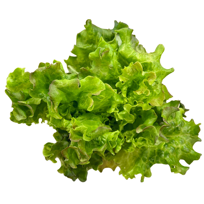 Local Red Batavia Lettuce