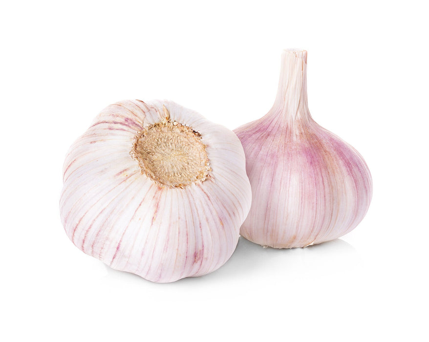 Organic Purple Colossal Garlic, bulb