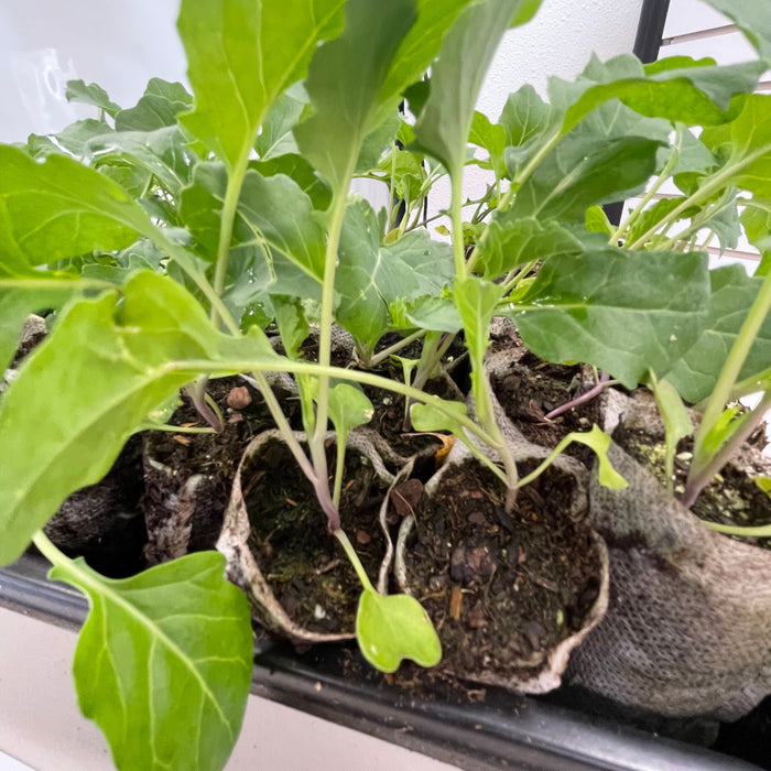 Local Broccoli Starts