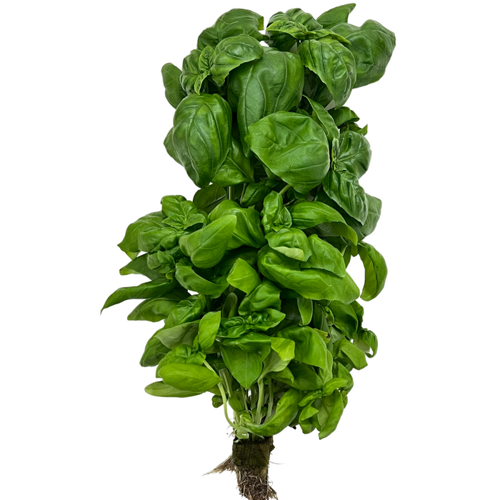 Local Italian Basil