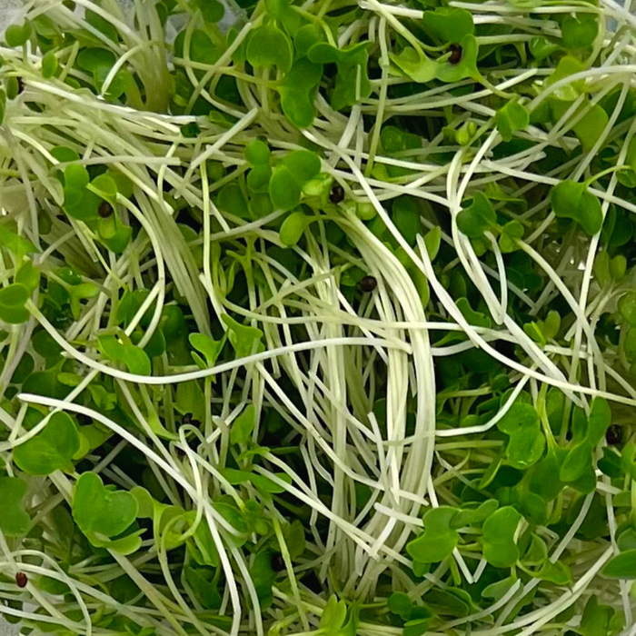 Local Broccoli Microgreens