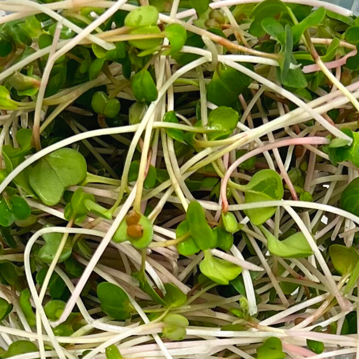 Local Radish Microgreens