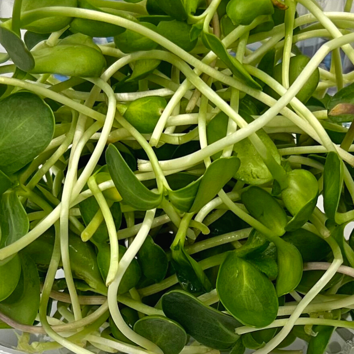 Local Sunflower Microgreens