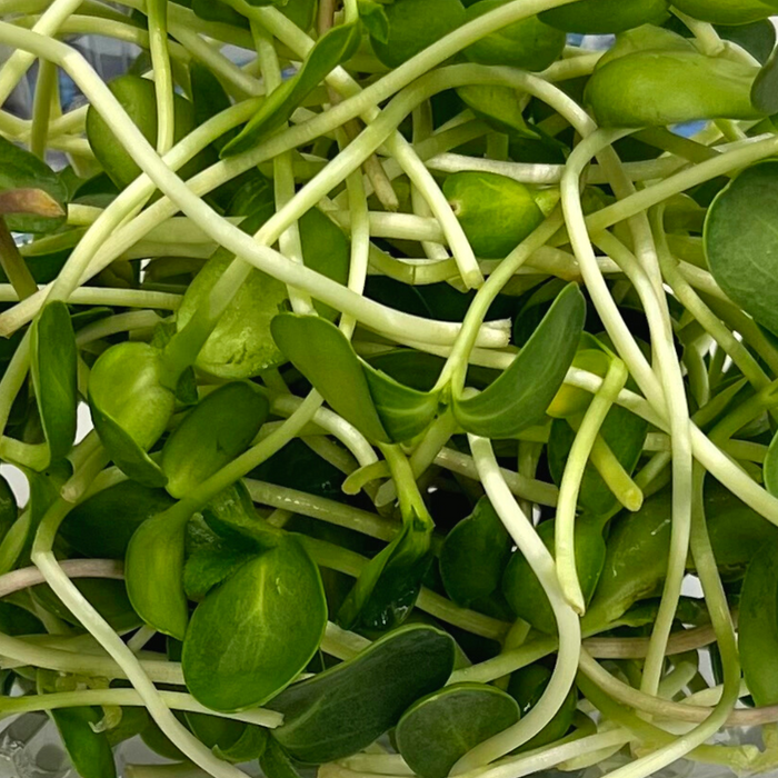 Local Pea Microgreens