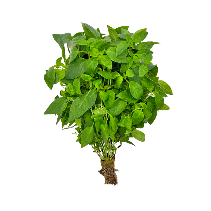 Local Thai Basil