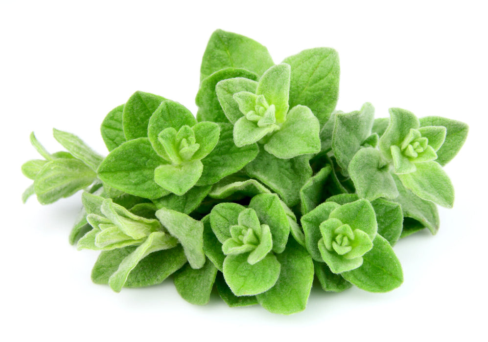 Organic Oregano, bunch