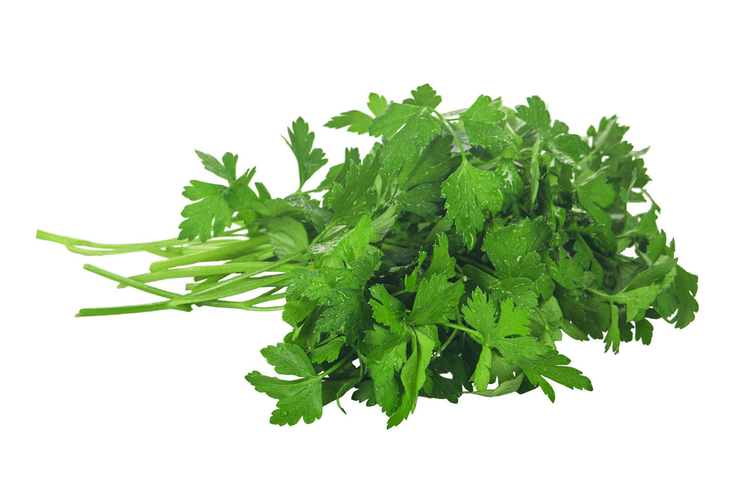 Organic Cilantro, bunch