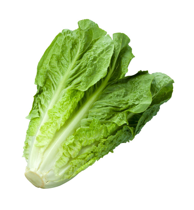 Organic Romaine , head